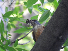 Turdus rufopalliatus
