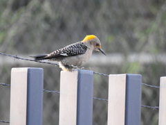 Melanerpes aurifrons