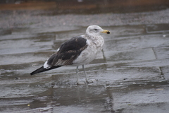 Larus dominicanus
