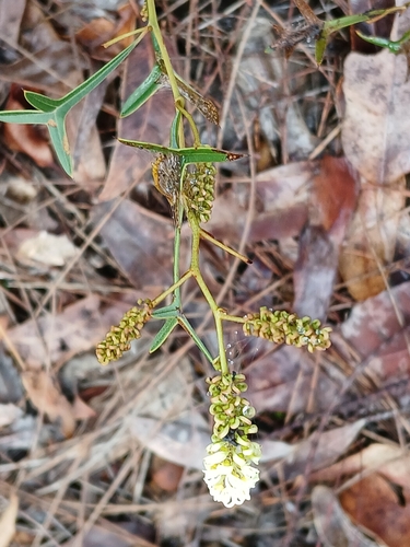 Image of Grevillea synapheae by (c) naturewatchwidow, some rights reserved (CC BY)