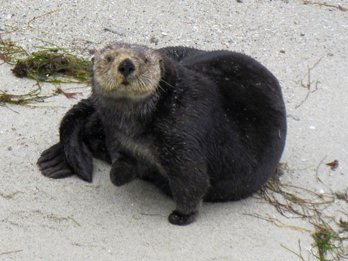 Sea Otter