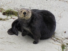 Sea Otter photo 3