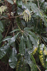 Schefflera