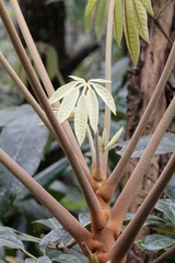 Schefflera