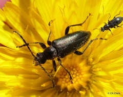 Brachysomida californica