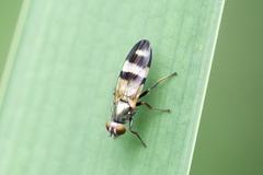 Chaetopsis massyla