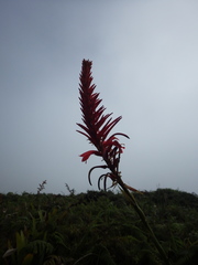 Pitcairnia spicata