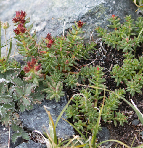 Rhodiola algida, photograph 2
