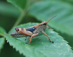 Ognevia longipennis