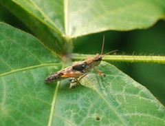 Ognevia longipennis