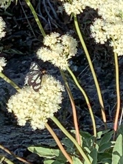 Gnophaela latipennis