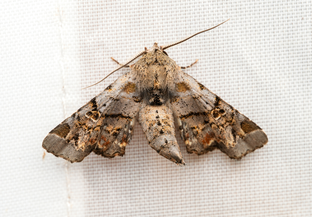 Atacira chalybsoides