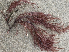 Sarcodiotheca