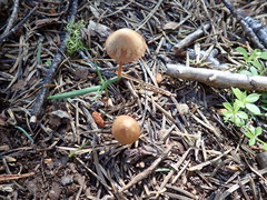 Conocybe semiglobata