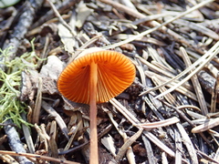Conocybe semiglobata