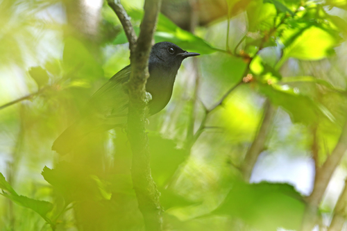 Blackthroat (Calliope obscura), photo 6