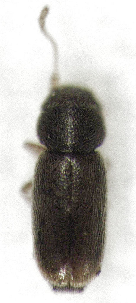 Actidium