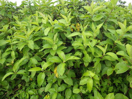 Dendrophorbium lucidum