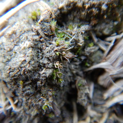 Pterygoneurum ovatum