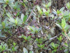 Amazilia tzacatl