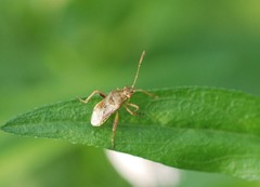 Stictopleurus minutus