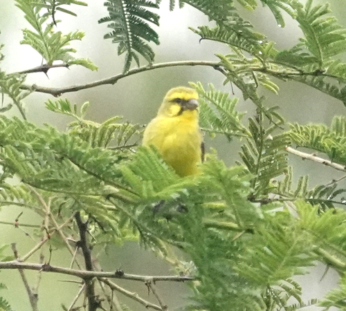 Yellow-fronted Canary