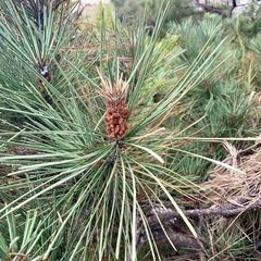 Pinus muricata