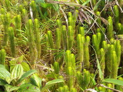 Phlegmariurus sieberianus