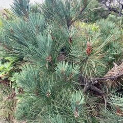 Pinus muricata