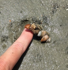 Diopatra cuprea