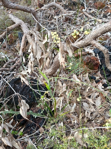 Image of Acacia alata by (c) Leon Perrie, some rights reserved (CC BY)