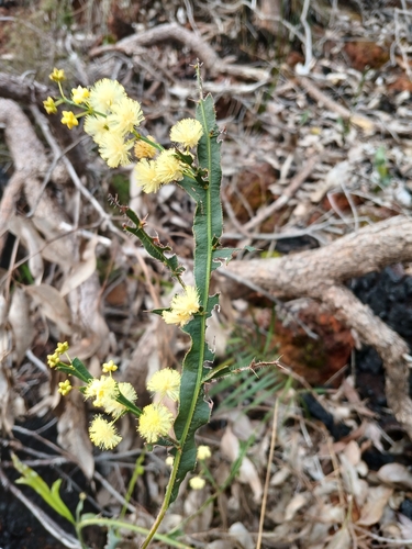 Image of Acacia alata by (c) Leon Perrie, some rights reserved (CC BY)