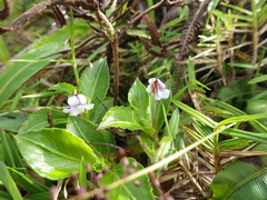 Viola stipularis