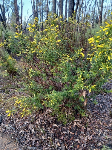 Image of Acacia drummondii by (c) Leon Perrie, some rights reserved (CC BY)