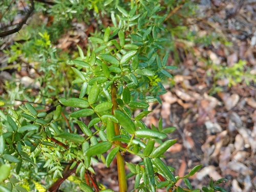 Image of Acacia drummondii by (c) Leon Perrie, some rights reserved (CC BY)
