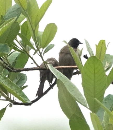 Common Bulbul