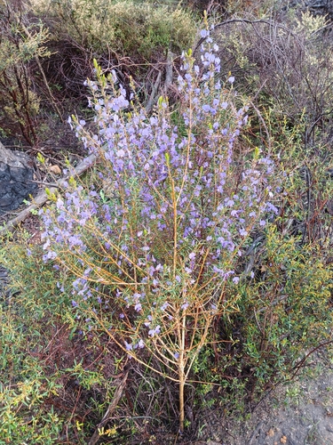 Image of Hovea pungens by (c) Leon Perrie, some rights reserved (CC BY)