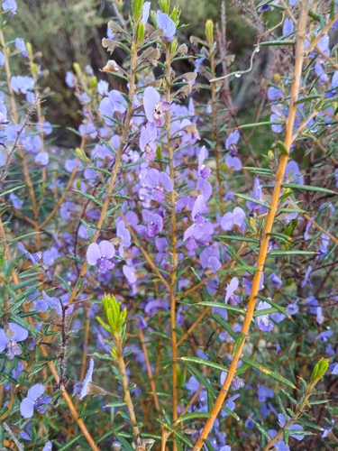 Image of Hovea pungens by (c) Leon Perrie, some rights reserved (CC BY)