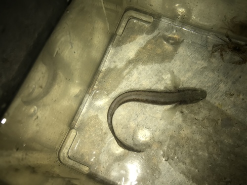 Erotelis smaragdus