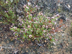 Lehmann's Andersonia (Andersonia lehmanniana)