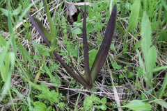 Dactylorhiza incarnata cruenta