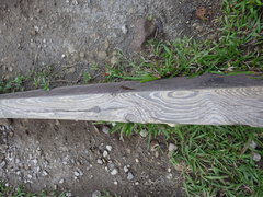 Sphaerodactylus vincenti