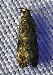 Endothenia