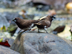White-Bellied Munia photo 3
