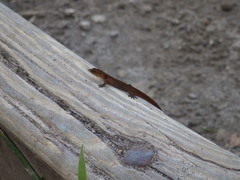 Sphaerodactylus vincenti