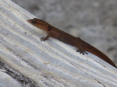 Sphaerodactylus vincenti