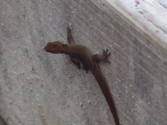 Sphaerodactylus vincenti