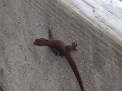 Sphaerodactylus vincenti