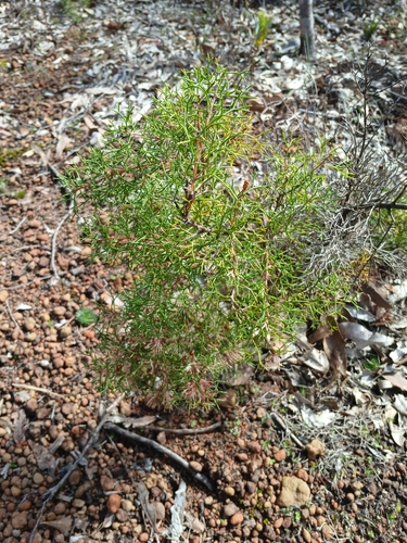 Image of Honey Bush (Hakea lissocarpha) by (c) Leon Perrie, some rights reserved (CC BY)