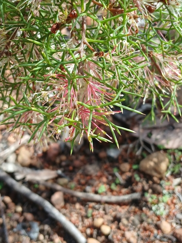 Image of Honey Bush (Hakea lissocarpha) by (c) Leon Perrie, some rights reserved (CC BY)